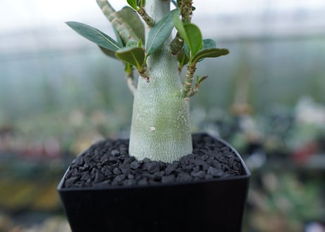 アデニウム　Adenium　No.1