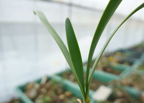 キルタンサス オブリクス Cyrtanthus obliquus