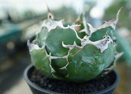アガベ　チタノタ　白鯨　Agave titanota White whale