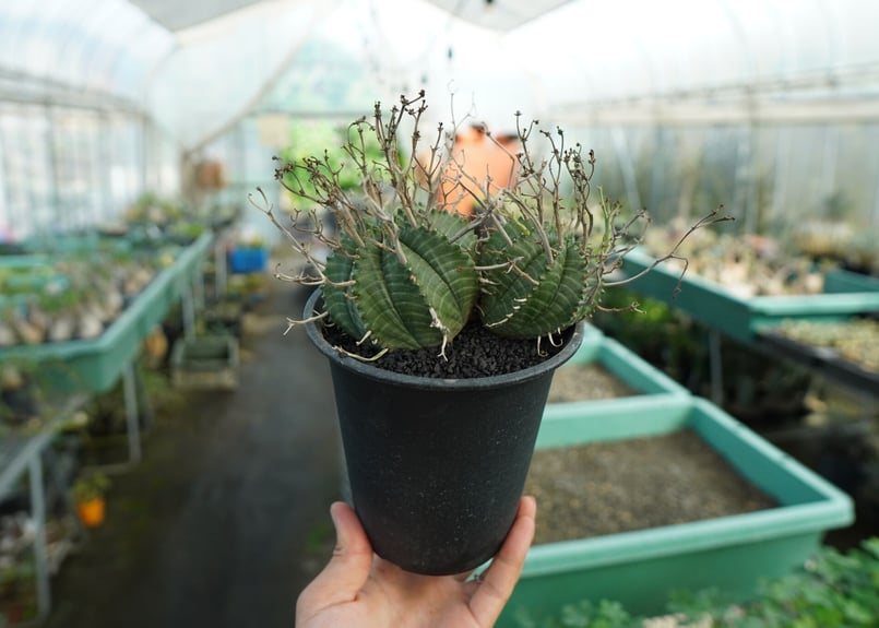 ユーフォルビア スーパーバリダ Euphorbia super valida No.1 |