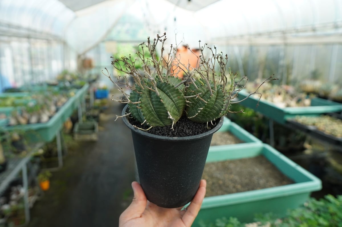 ブラックバリダ×スーパーバリダ　⑥ ユーフォルビア スーパーバリダ | GREEN LUCK