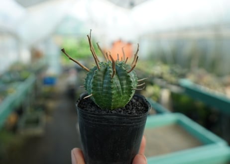 ユーフォルビア　スーパーバリダ　Euphorbia super valida  No.5