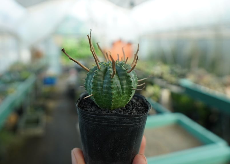 ユーフォルビア スーパーバリダ Euphorbia super valida No.5 |