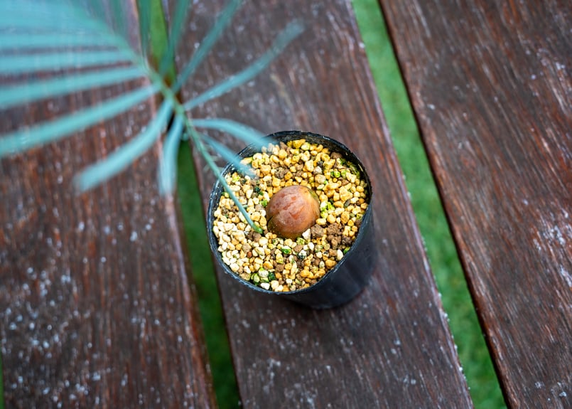 サイカス カイルンシアナ | mana's farm:塊根植物・アガベ・ドライ