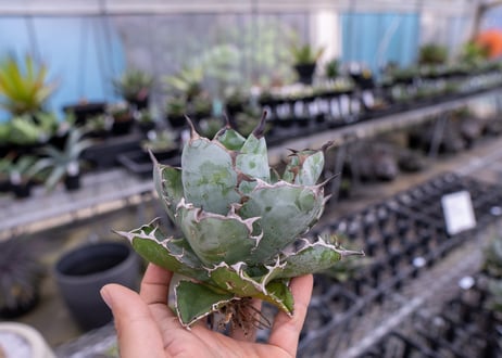 アガベ　ブラックアンドブルー  再販ラスト  No.5