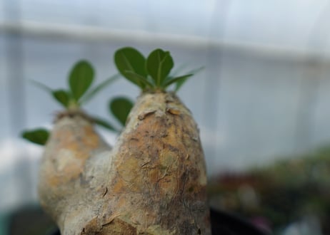 パキポディウム　エブレネウム　Pachypodium eburneum　No.3