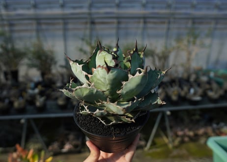 アガベ　チタノタ　 ブラックアンドブルー 　Agave titanota black and blue  No.1