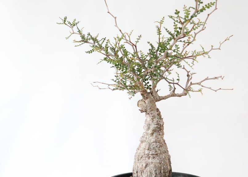 オペルクリカリア デカリー | mana's green:塊根植物販売|マナズ オペルクリカリア デカリー | mana's green:塊根植物販売|マナズ