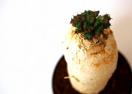 ユーフォルビア ステラータ 飛竜  Euphorbia stellata 5 未発根
