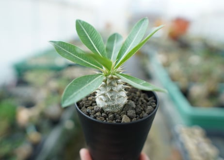 パキポディウム　デンシフローラム Pachypodium densiflorum