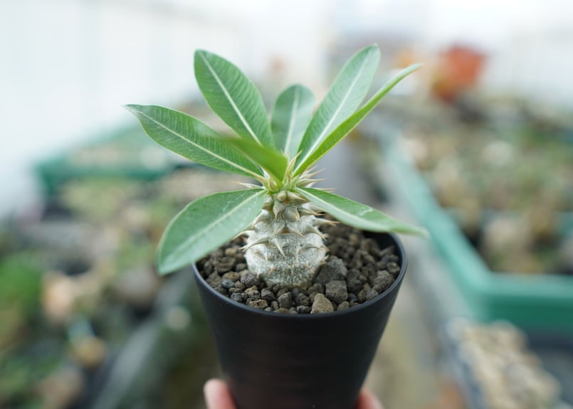 Verbascum densiflorumバーバスカム デンシフロラム苗 パキポディウム デンシフローラム Pachypodium densiflorum | mana