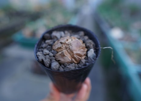 亀甲竜　Dioscorea elephantipes　No.5