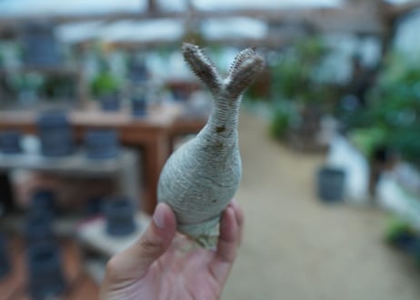 【抜き苗】パキポディウム　グラキリス　 Pachypodium Gracilius  No.9