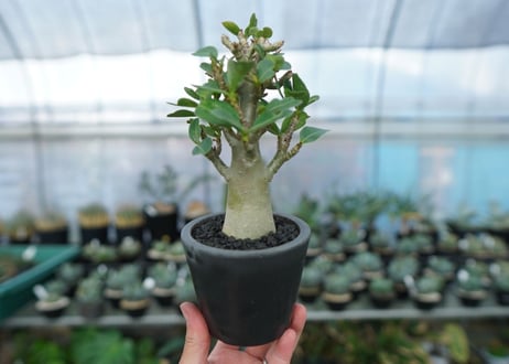 アデニウム　Adenium　No.15