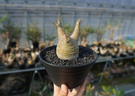 パキポディウム マカイエンセ　Pachypodium makayense　No.6