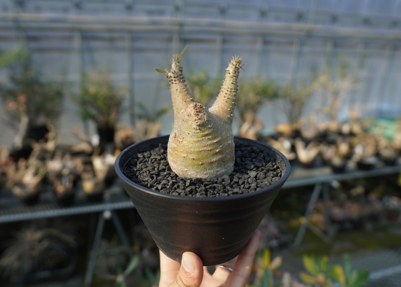 パキポディウム マカイエンセ Pachypodium makayense No.6 | man