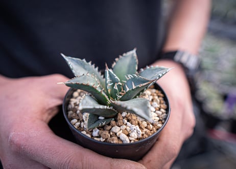 agave titanota　海王