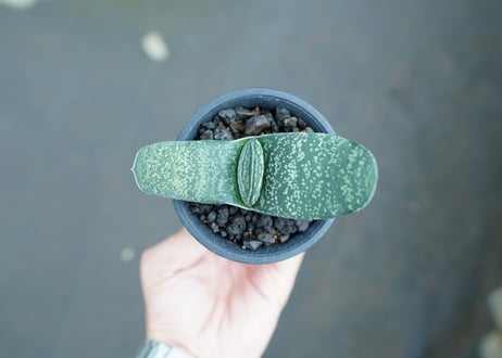 ガステリア　エクセルサ　Gasteria excelsa