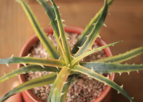 ディッキア　アンダマン　Dyckia 'Samed Rtp'(Andaman)
