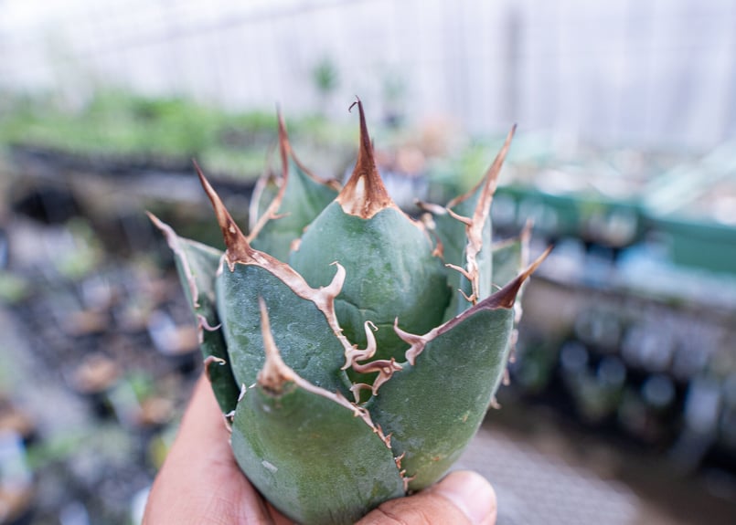 アガベ 白鯨 | mana's farm:塊根植物・アガベ・ドライガーデン植物販売