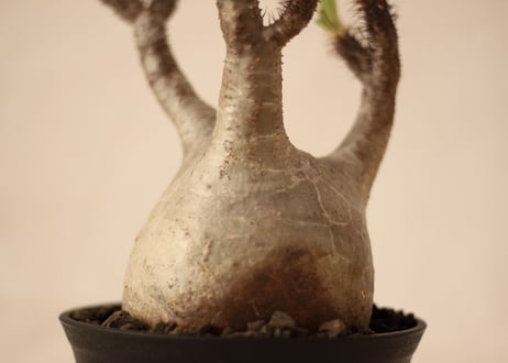 Pachypodium Gracilius パキポディウム  グラキリス  №５