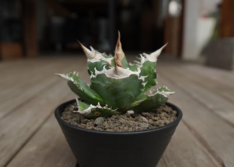 アガベ　チタノタ　白火焔　agave titanota white fire
