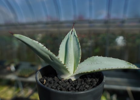 アガベ　ドラゴントゥース　Agave Dagontoes　No.1