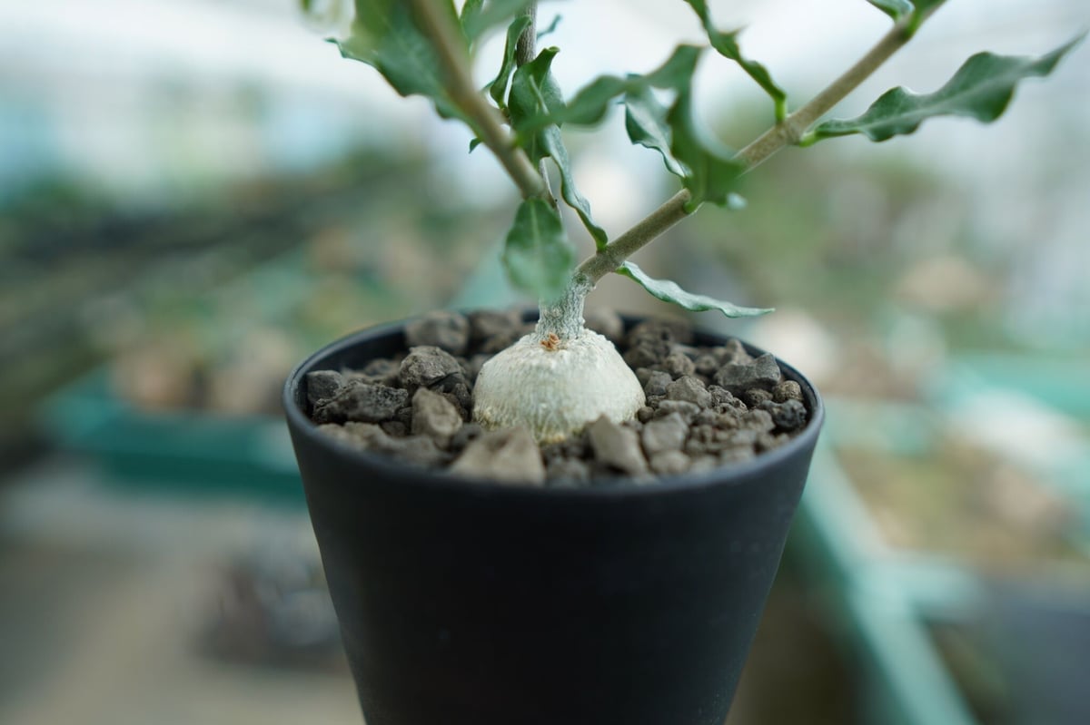 塊根幅25cm↑ ど扁平 特大肉塊 異形塊根 岩肌 フォッケア ムルチ