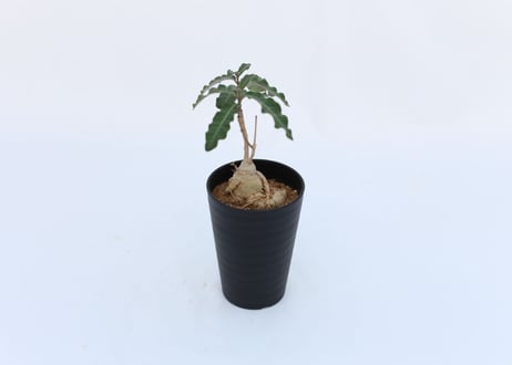 ラフィオナクメ　フラナガニー