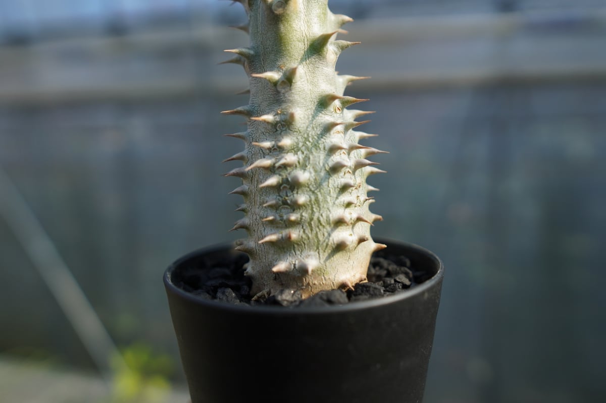 パキポディウム 伊藤ハイブリッド Pachypodium 'Itoh Hybrid' No.