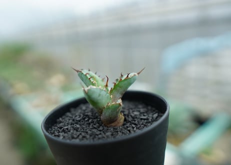 アガベ　チタノタ　 ブラックアンドブルー 　Agave titanota black and blue　No.1