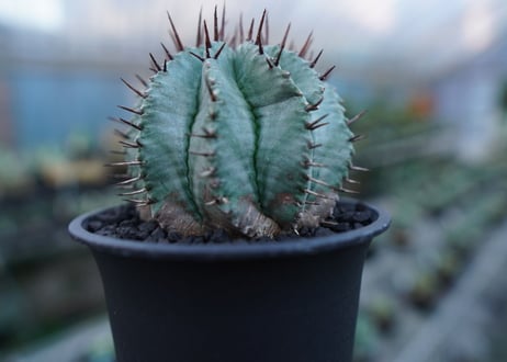 ユーフォルビア　ホリダ　Euphorbia horrida  No.2
