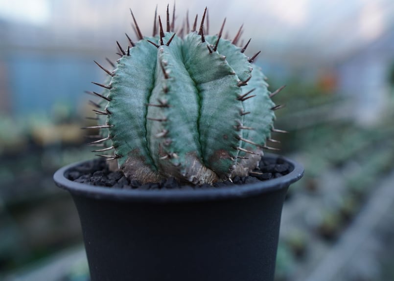 ユーフォルビア ホリダ Euphorbia horrida No.2 | mana's fa