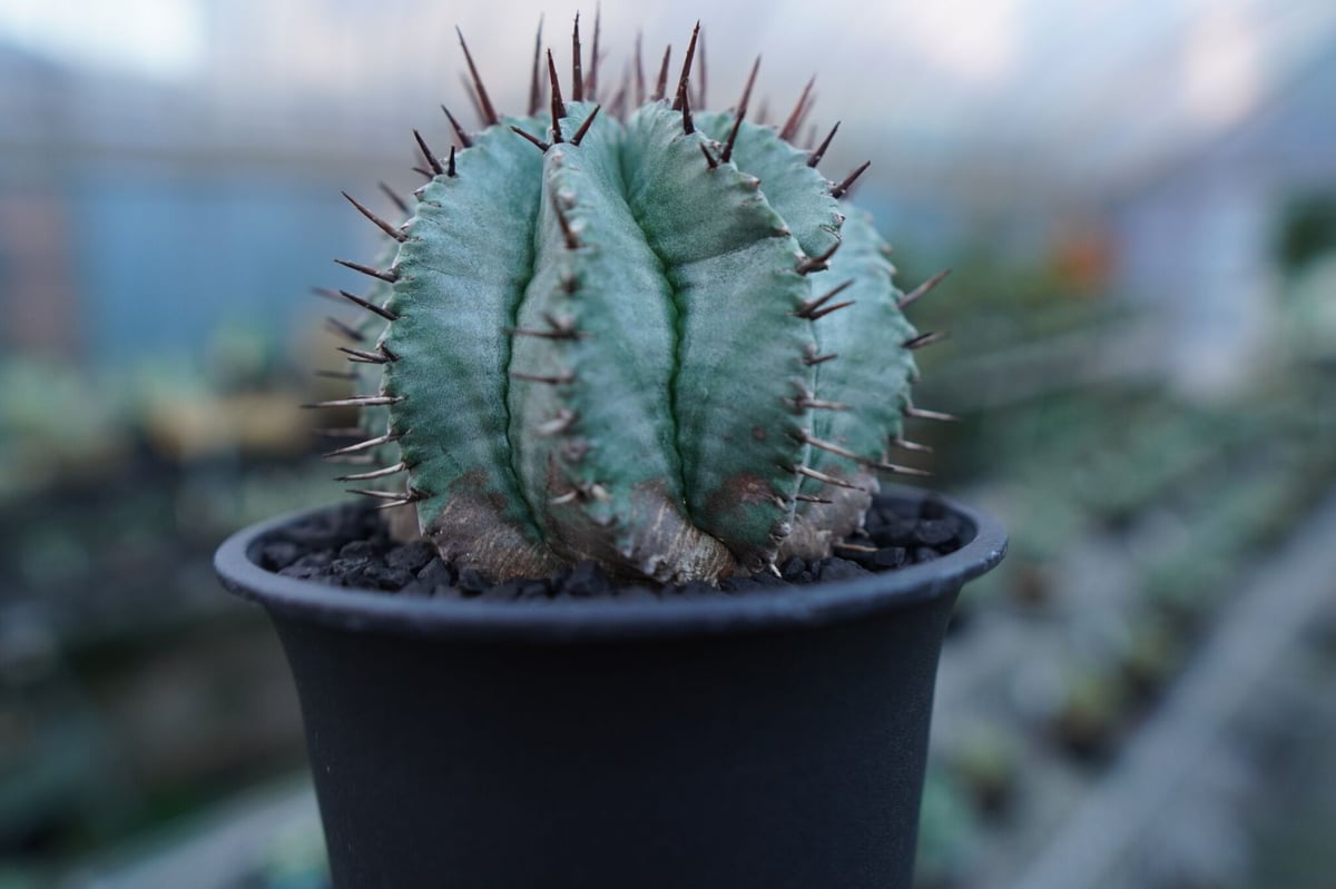 ユーフォルビア ホリダ Euphorbia horrida No.2 | mana's fa