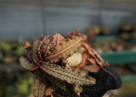 ユーフォルビア　フランコイシー　Euphorbia  francoisii