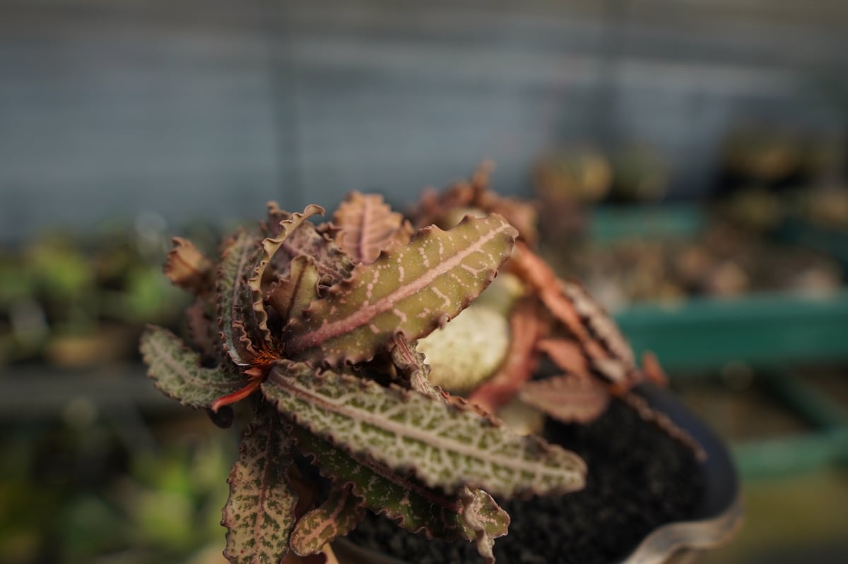 ユーフォルビア フランコイシー Euphorbia francoisii | mana's
