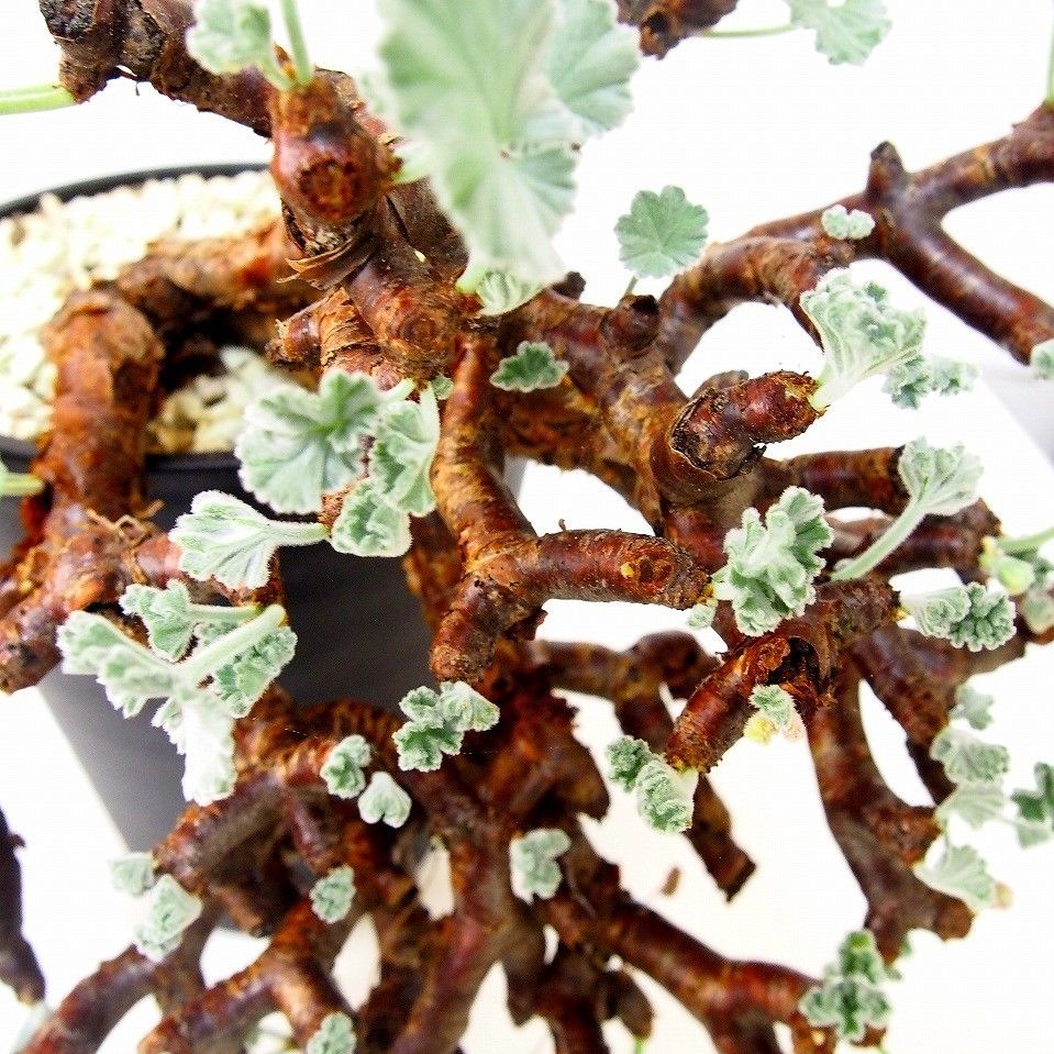 あさ丸■ペラルゴニウムミラビレPelargonium mirabile isla del pescado - Pelargonium mirabile-ペラルゴニム・ミラビレ