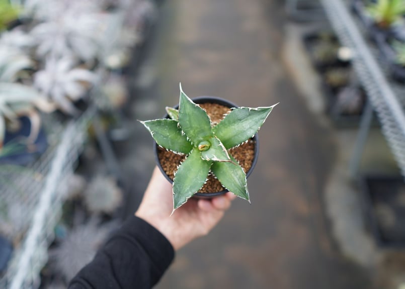 将来有望！】チタノタ 台湾実生株 《1》 | mana's farm:塊根植物