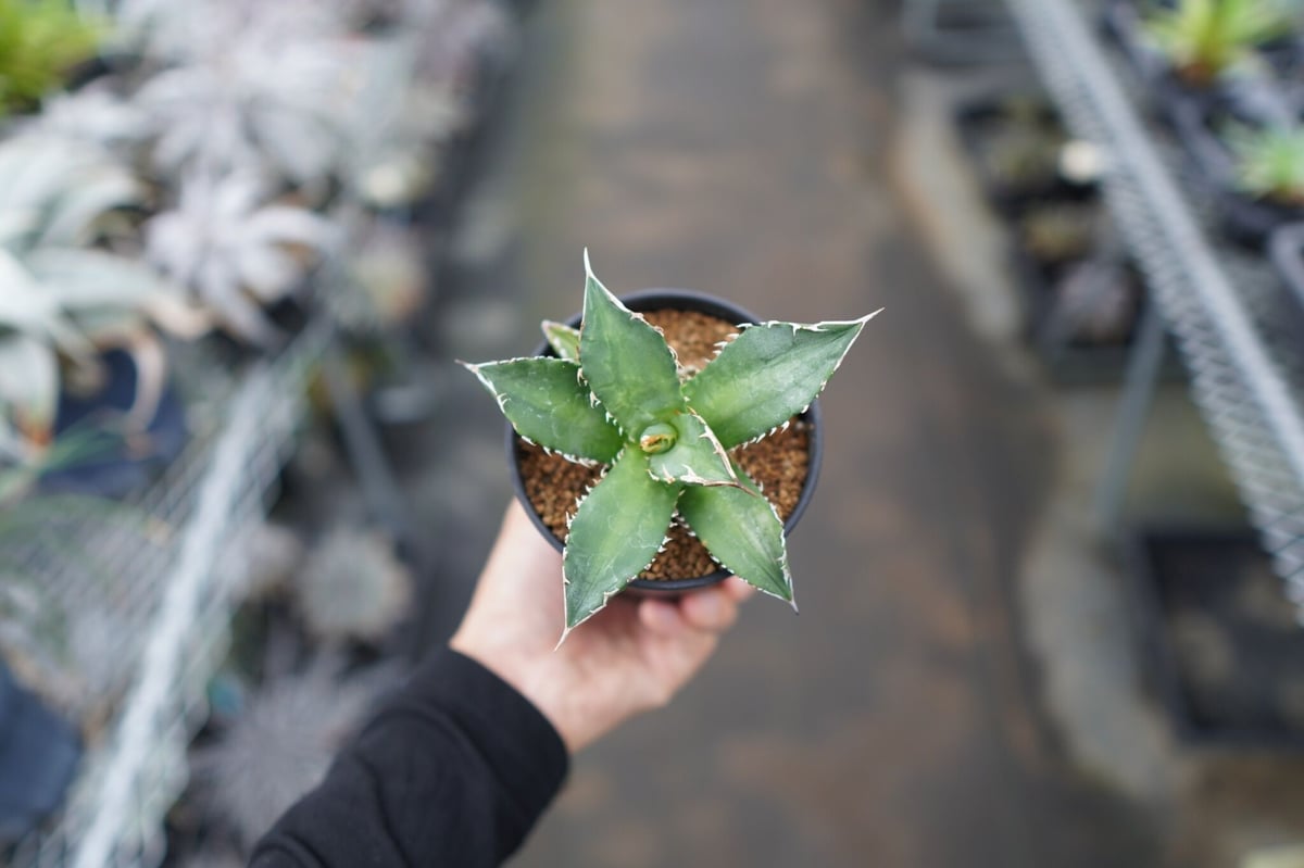 将来有望！】チタノタ 台湾実生株 《1》 | mana's farm:塊根植物