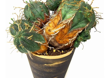 ユーフォルビア バリダ 群生　Euphorbia valida