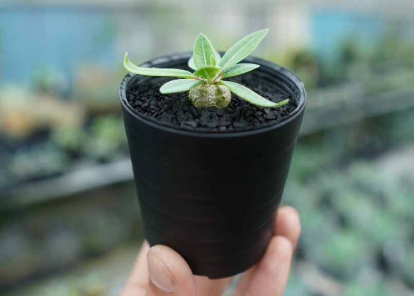 パキポディウム 恵比寿笑い Pachypodium brevicaule No.3 | man