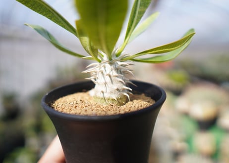 パキポディウム　恵比寿大黒 Pachypodium Densicaule　No.1