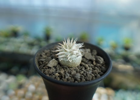 パキポディウム　恵比寿大黒　Pachypodium Densicaule