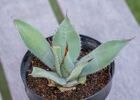 CATEGORY アガベ | mana's farm:塊根植物・アガベ・ドライガーデン植物