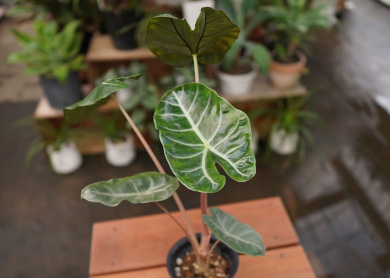 アロカシア ピンクドラゴン | mana's farm:塊根植物・アガベ・ドライ