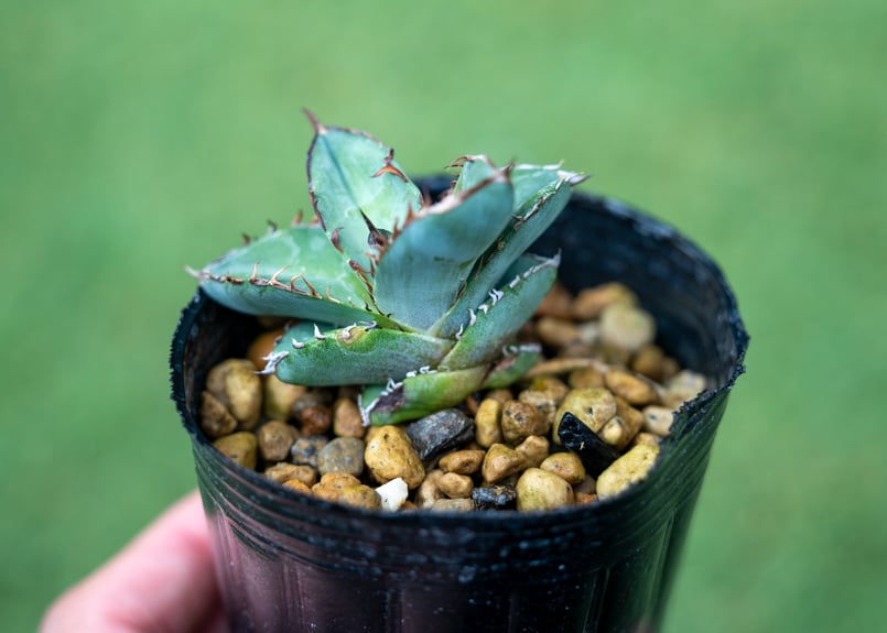 アガベ チタノタブルー 2番 希少 ドライガーデン インテリア