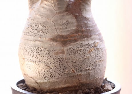 Pachypodium Gracilius パキポディウム  グラキリス 発根済み