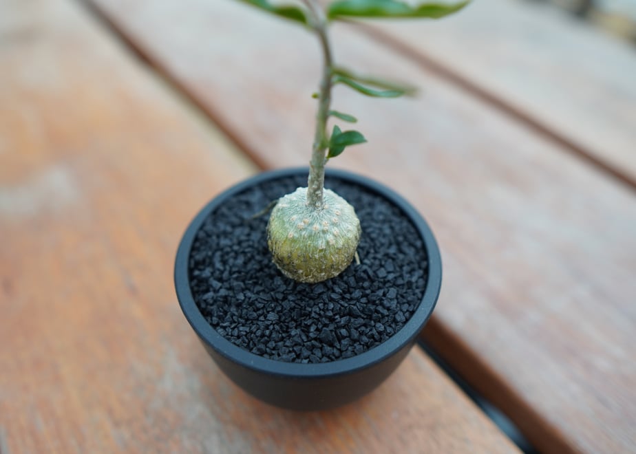 65d6b4dd8642820268018a1b