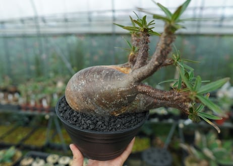 パキポディウム　グラキリス　Pachypodium gracilius　No.1