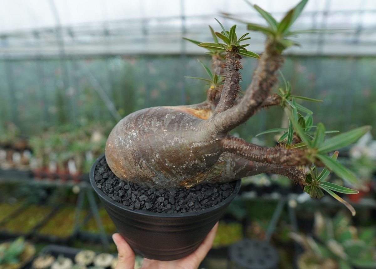 パキポディウム グラキリス Pachypodium gracilius ⑤ パキポディウム グラキリス Pachypodium gracilius No.1 | mana